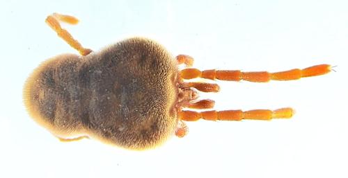 Réf. 320 380 : Allothrombium sp.